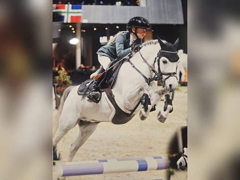Welsh B Mare 8 years 11.3 hh Grey-Dapple in Nieuw-Buinen