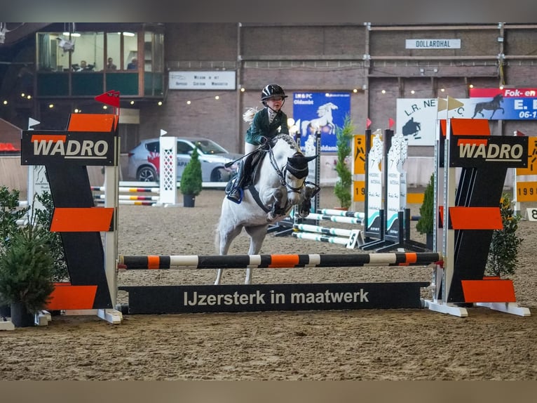 Welsh B Mare 8 years 11.3 hh Grey-Dapple in Nieuw-Buinen