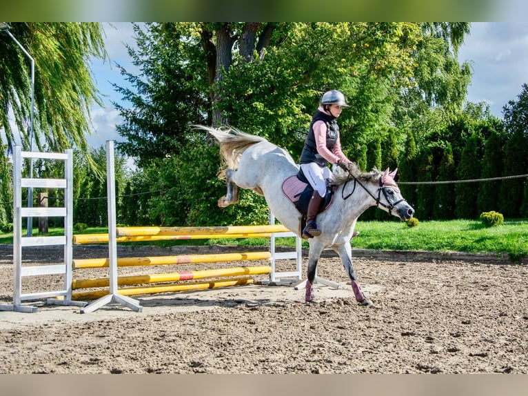 Welsh B Mare 8 years 12.1 hh Grey in Żnin