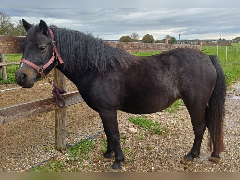 Welsh B Mix Mare 8 years 12,2 hh Smoky-Black in Timelkam