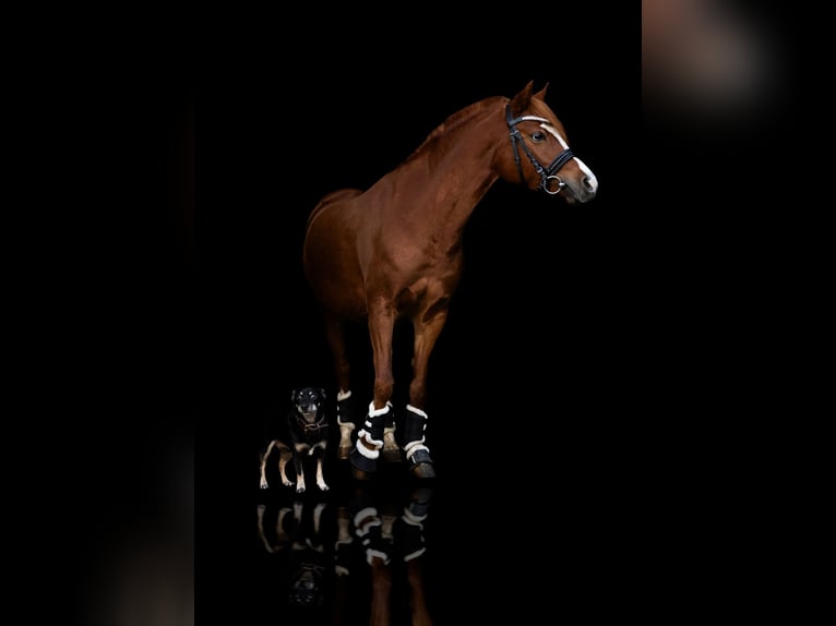 Welsh B Mare 8 years 12,2 hh Chestnut-Red in Nieuw-Lekkerland