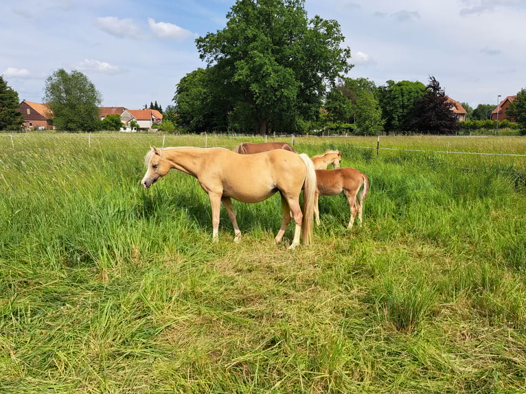Welsh B Mare 8 years 12,2 hh Palomino in Springe