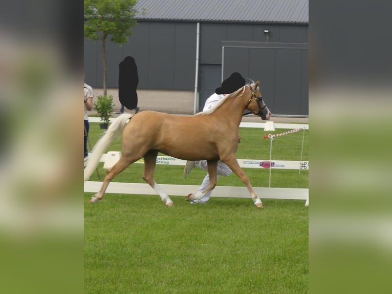 Welsh B Mare 8 years 12,2 hh Palomino in Springe