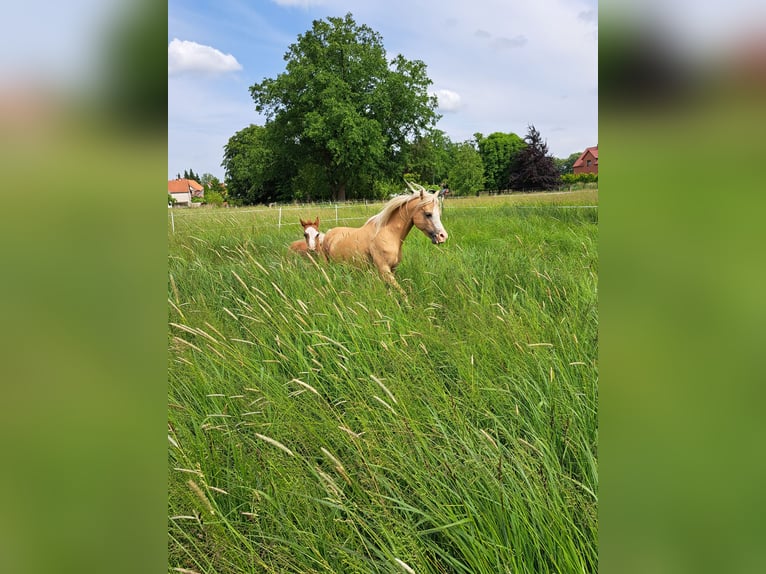 Welsh B Mare 8 years 12,2 hh Palomino in Springe