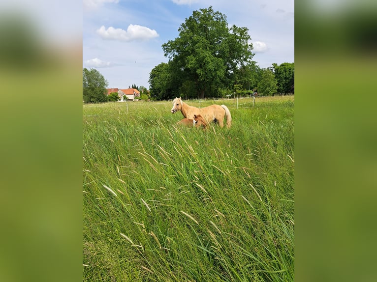 Welsh B Mare 8 years 12,2 hh Palomino in Springe