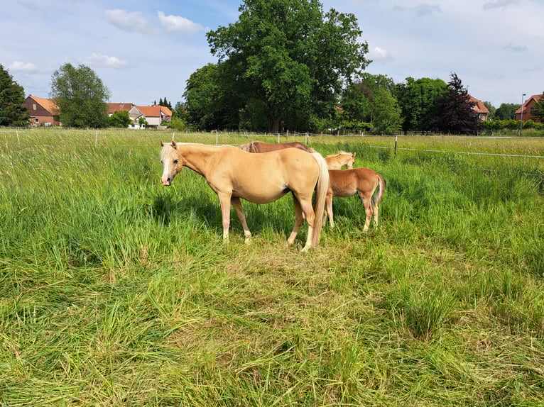 Welsh B Mare 8 years 12,2 hh Palomino in Springe
