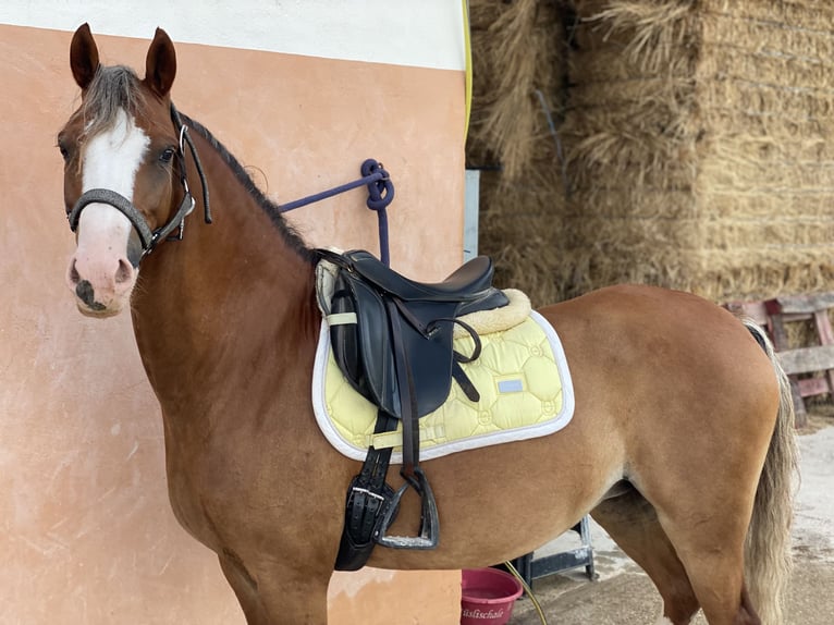 Welsh B Mare 8 years 13.1 hh Chestnut-Red in Cometa, La (Calpe) (Urbanizacion)