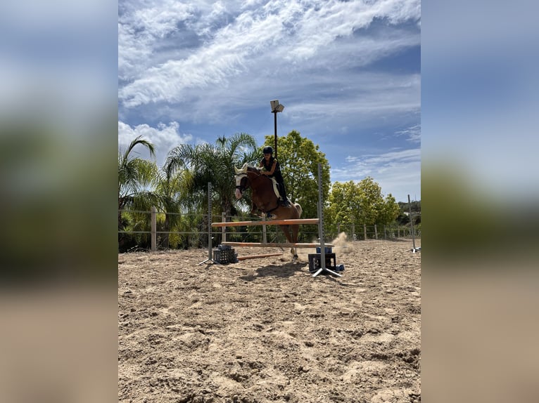 Welsh B Mare 8 years 13.1 hh Chestnut-Red in Cometa, La (Calpe) (Urbanizacion)
