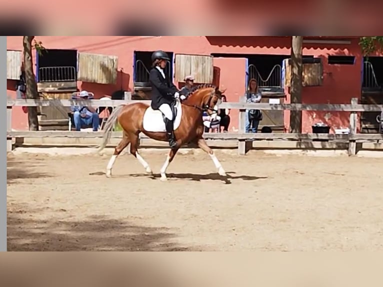 Welsh B Mare 8 years 13.1 hh Chestnut-Red in Cometa, La (Calpe) (Urbanizacion)