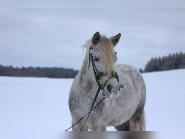 Welsh B Mare 8 years 13.1 hh Grey in Maisach