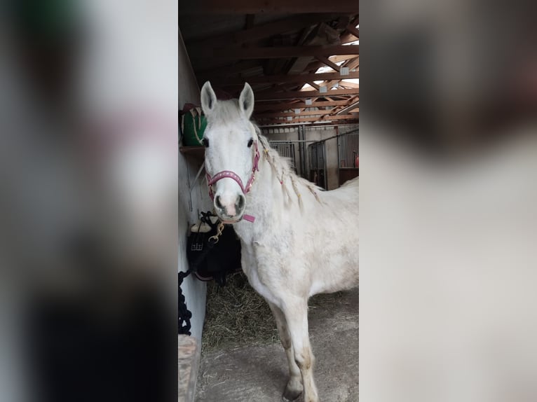Welsh B Mix Mare 8 years 13,1 hh in Nandlstadt
