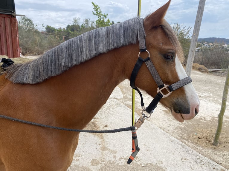 Welsh B Mare 8 years 13 hh Chestnut-Red in Calpe