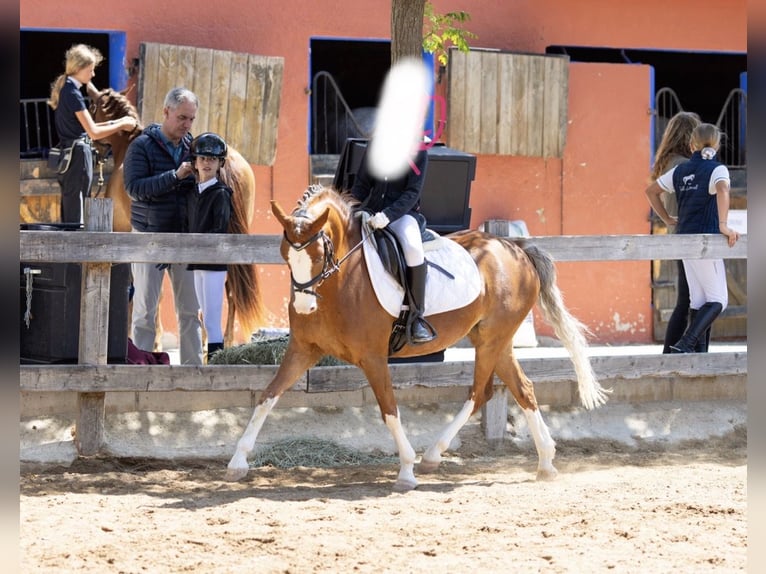 Welsh B Mare 8 years 13 hh Chestnut-Red in Cometa, La (Calpe) (Urbanizacion)