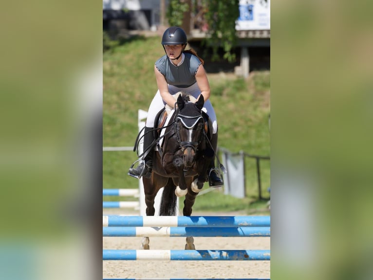 Welsh B Mare 8 years 13,1 hh Bay-Dark in Höhr-Grenzhausen