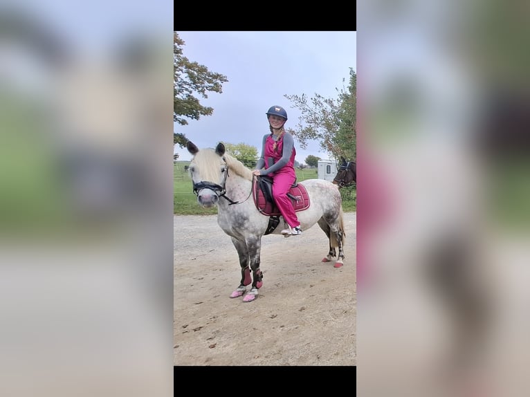 Welsh B Mix Mare 8 years 13,1 hh Grey in Maisach