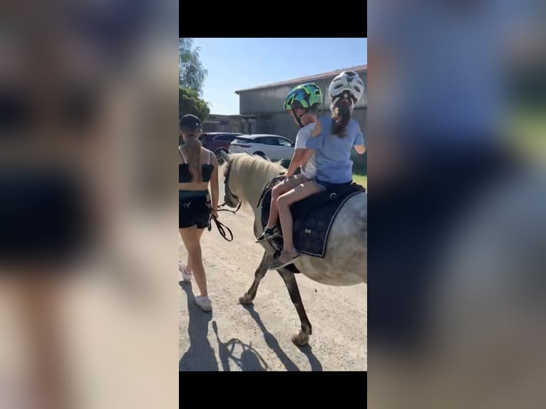 Welsh B Mix Mare 8 years 13,1 hh Grey in Maisach