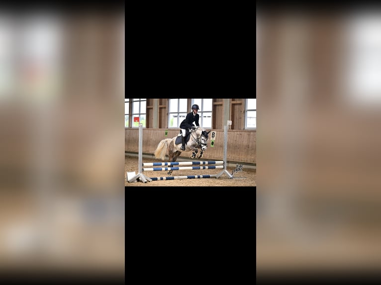 Welsh B Mix Mare 8 years 13,1 hh Grey in Maisach