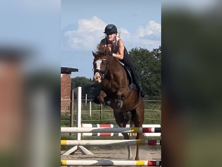 Welsh B Mare 8 years 14.1 hh Chestnut-Red in BovenauBovenau