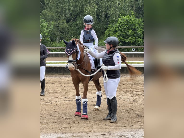 Welsh B Mare 8 years 14.1 hh Chestnut-Red in BovenauBovenau