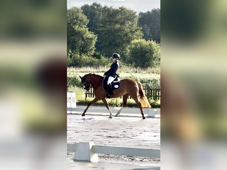 Welsh B Mare 8 years 14.1 hh Chestnut-Red in BovenauBovenau