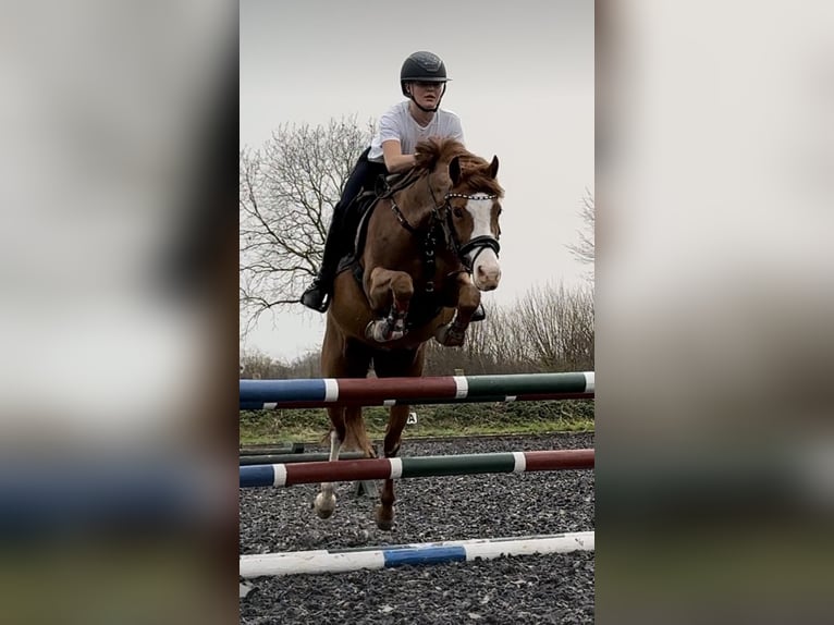 Welsh B Mare 8 years 14.1 hh Chestnut-Red in BovenauBovenau
