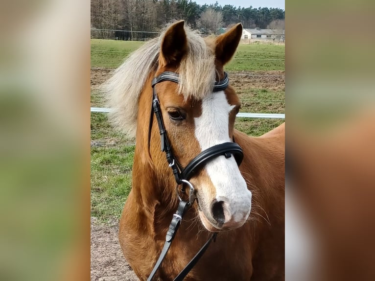 Welsh B Mare 9 years 12,1 hh Chestnut-Red in Wieck