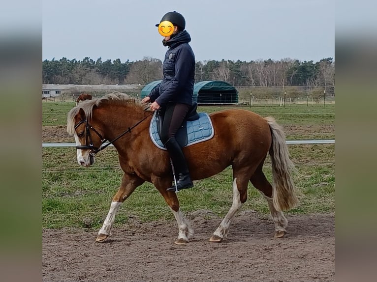 Welsh B Mare 9 years 12,1 hh Chestnut-Red in Wieck