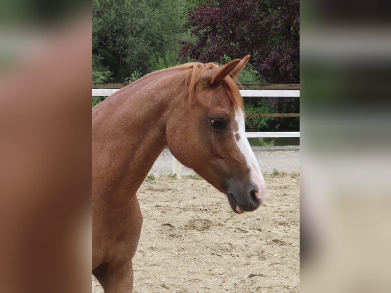 Welsh B Mare 9 years 12.1 hh Chestnut-Red in Haigerloch
