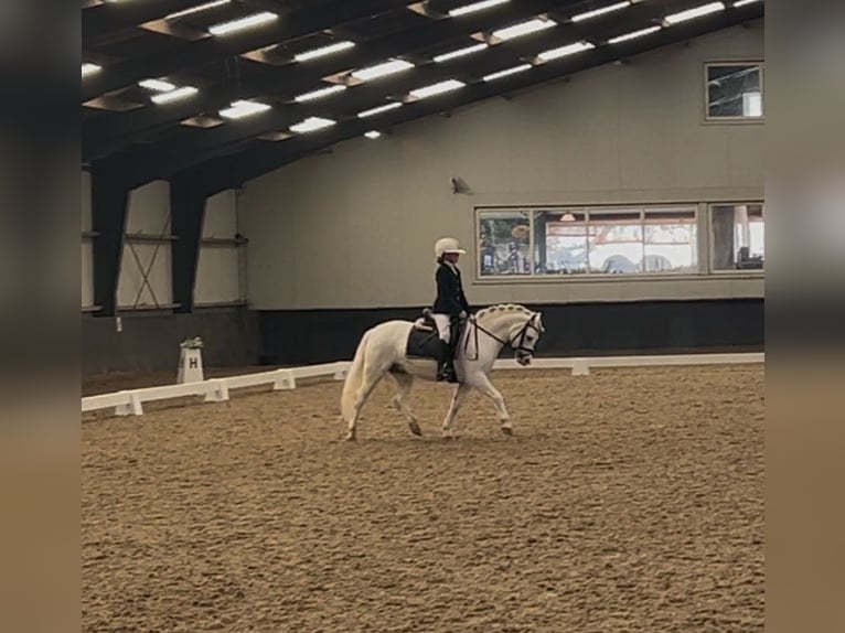 Welsh B Mare 9 years 12.1 hh Grey in Zwartewaal