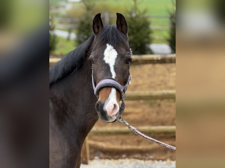 Welsh B Mare 9 years 12.2 hh Bay-Dark in Gelterkinden