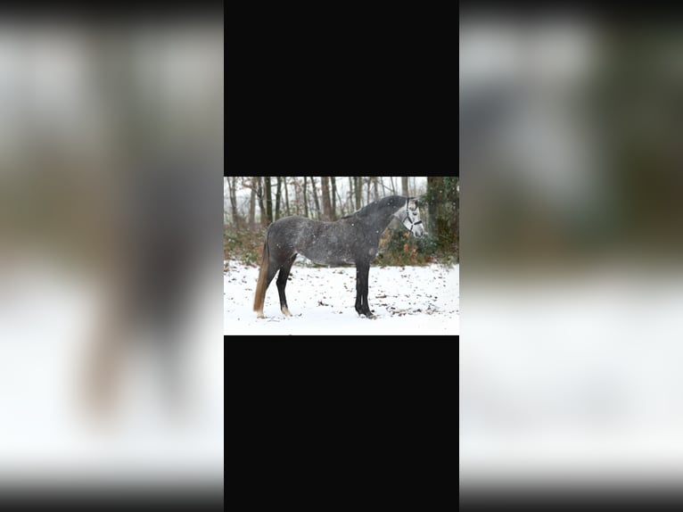 Welsh B Mare 9 years 12.2 hh Bay-Dark in Gelterkinden