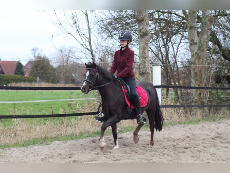 Welsh B Mare 9 years 12.2 hh Chestnut in Krummhörn