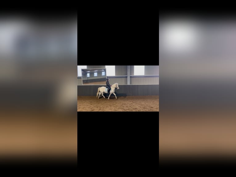 Welsh B Mare 9 years 12 hh Gray in Voorthuizen