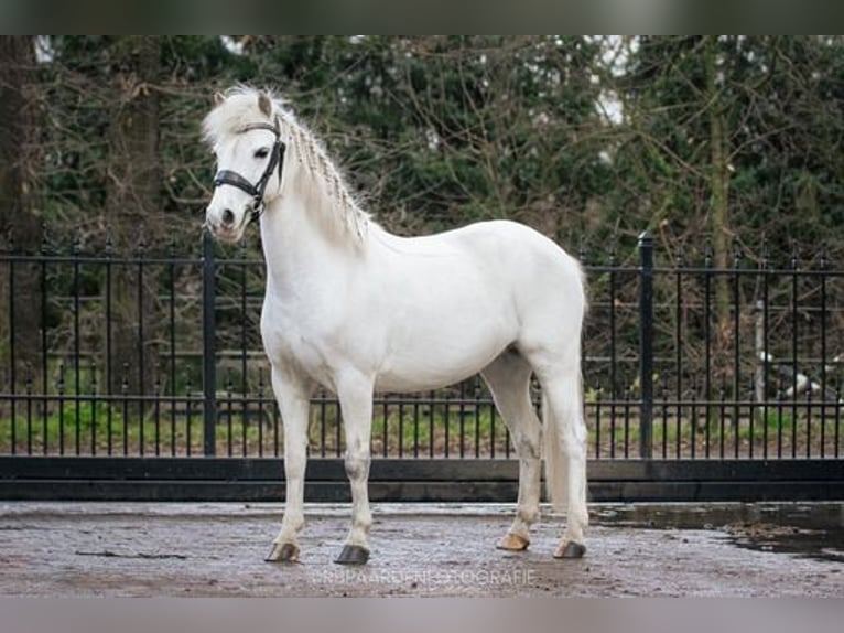 Welsh B Mare 9 years 12 hh Gray in Voorthuizen