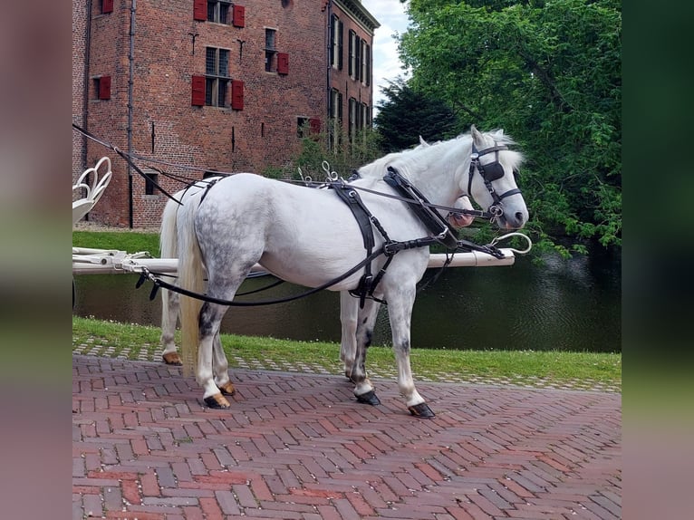 Welsh B Mare 9 years 12 hh Gray in Voorthuizen