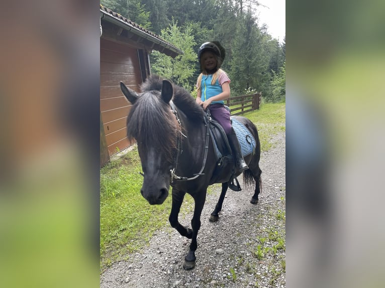 Welsh B Mix Mare 9 years 12,1 hh Black in Großgmain