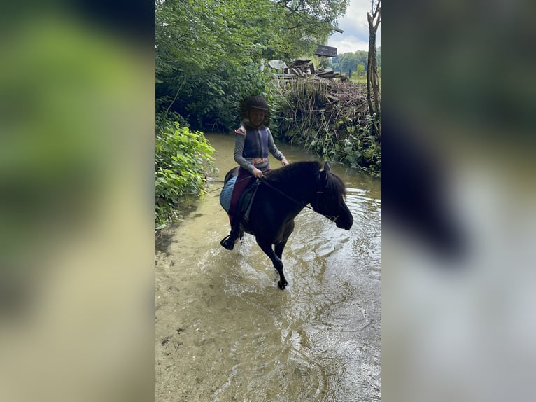 Welsh B Mix Mare 9 years 12,1 hh Black in Großgmain