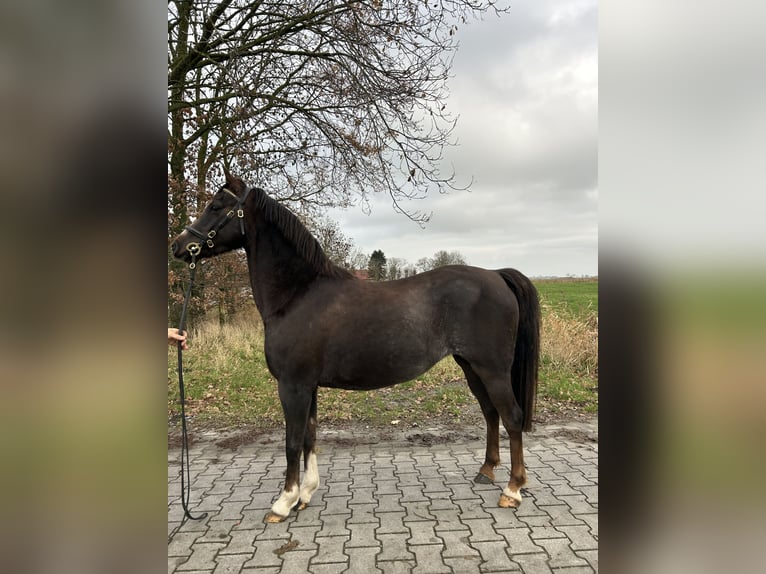 Welsh B Mare 9 years 12,2 hh Chestnut in Krummhörn