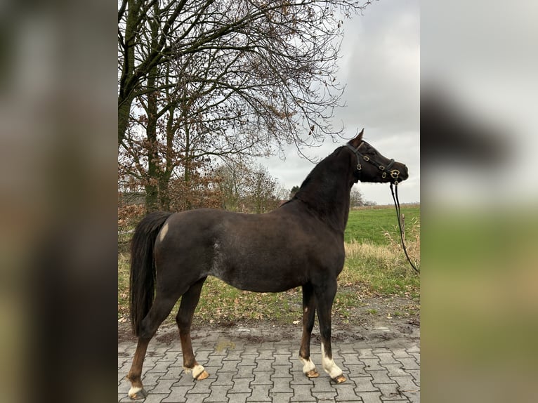 Welsh B Mare 9 years 12,2 hh Chestnut in Krummhörn