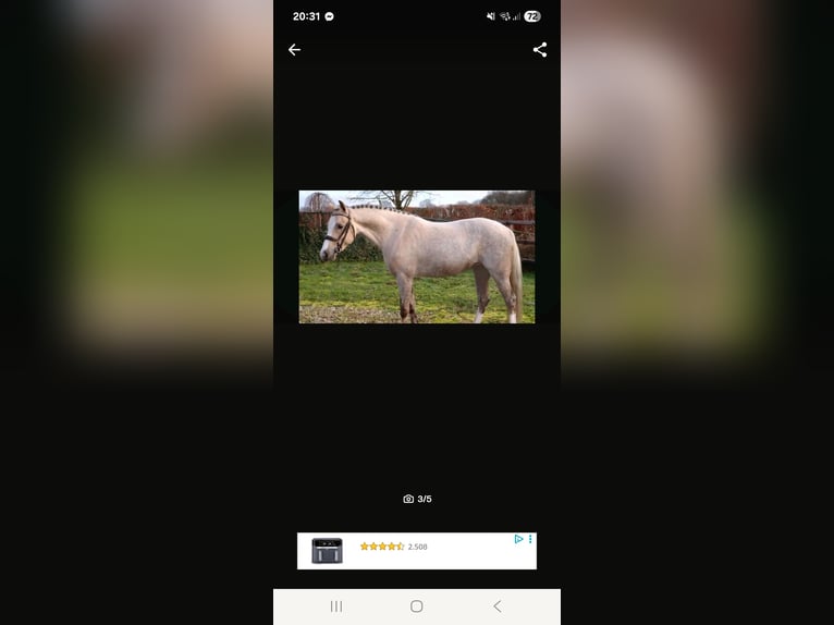 Welsh B Mare 9 years 13 hh in Stolberg (Rheinland)