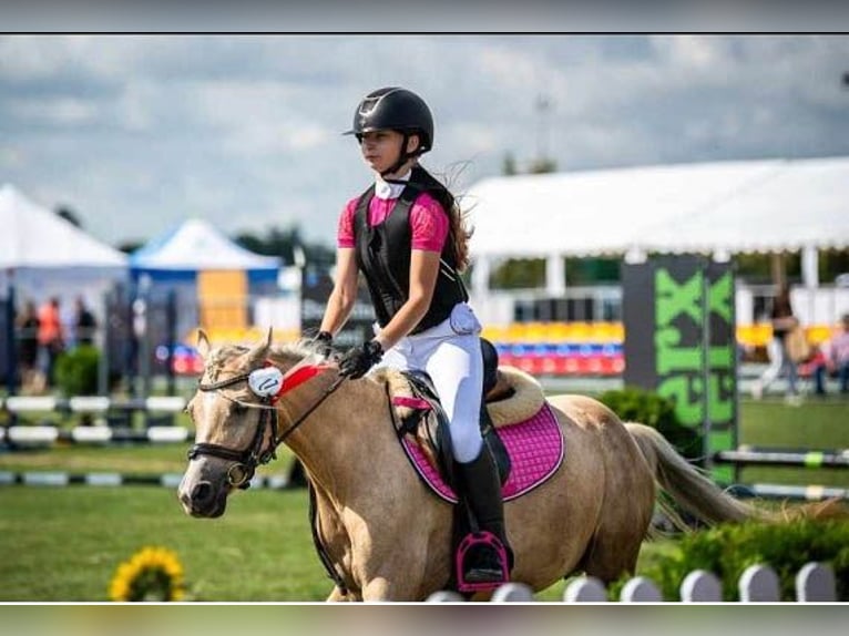 Welsh B Mare 9 years 13 hh Palomino in &#x17B;nin