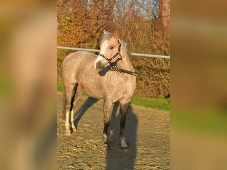Welsh B Mare 9 years 13 hh Palomino in Geilenkirchen
