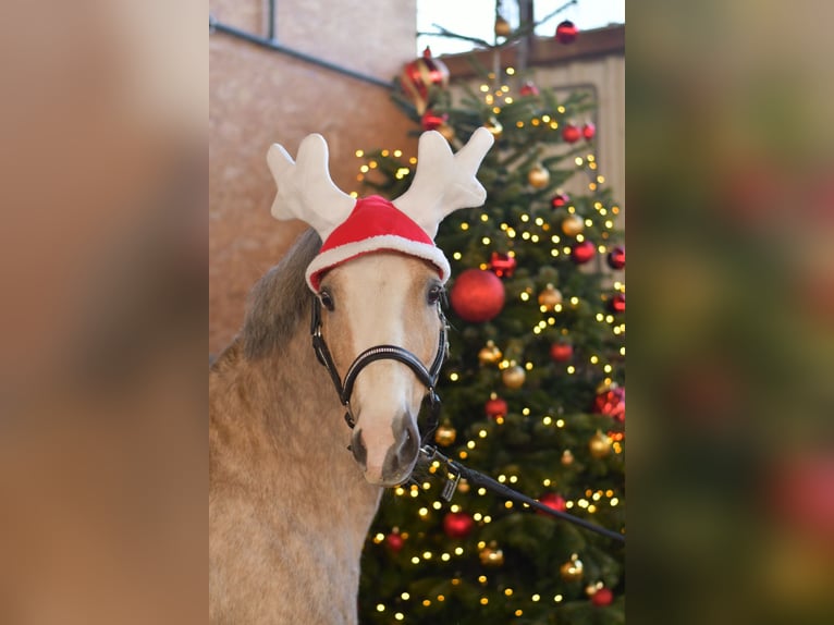 Welsh B Mare 9 years 13 hh Palomino in Geilenkirchen