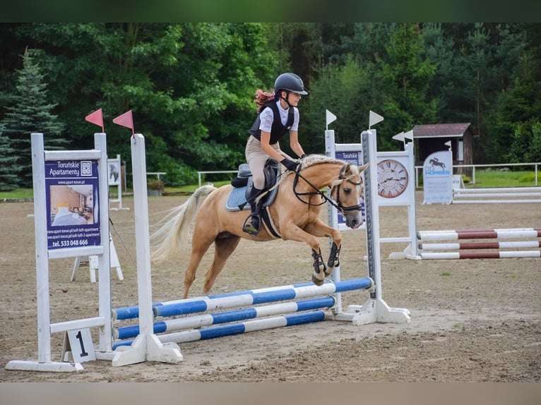 Welsh B Mare 9 years 13 hh Palomino in &#x17B;nin
