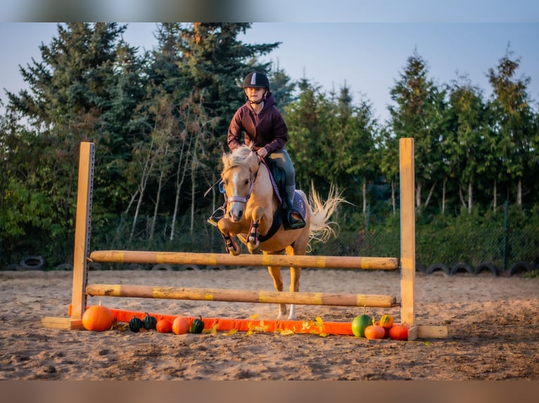 Welsh B Mare 9 years 13 hh Palomino in &#x17B;nin