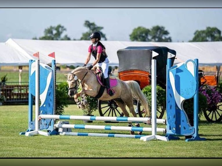 Welsh B Mare 9 years 13 hh Palomino in &#x17B;nin