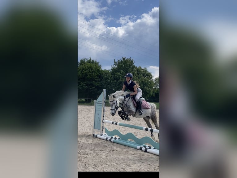 Welsh B Mix Mare 9 years 13,1 hh Grey in Maisach
