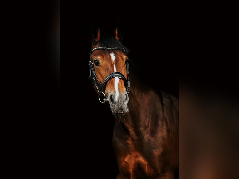 Welsh B Mix Mare 9 years 14 hh Bay in Pi&#x146;&#x137;i, M&#x101;rupes novads