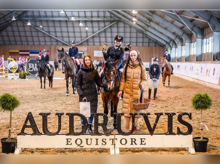Welsh B Mix Mare 9 years 14 hh Bay in Pi&#x146;&#x137;i, M&#x101;rupes novads