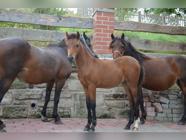 Welsh B Mare Foal (05/2024) 12,1 hh Brown in Reichenbach